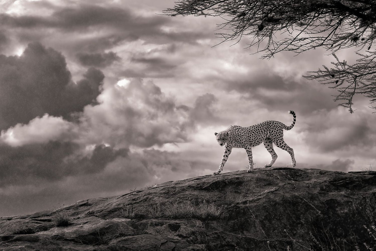 The Perfect Storm Limited Edition Print