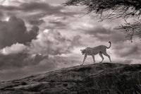 The Perfect Storm Limited Edition Print