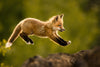 Jump Limited Edition Print - Donna Feledichuk Wildlife Photography