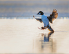 2026 Migratory Shorebirds Day Tour