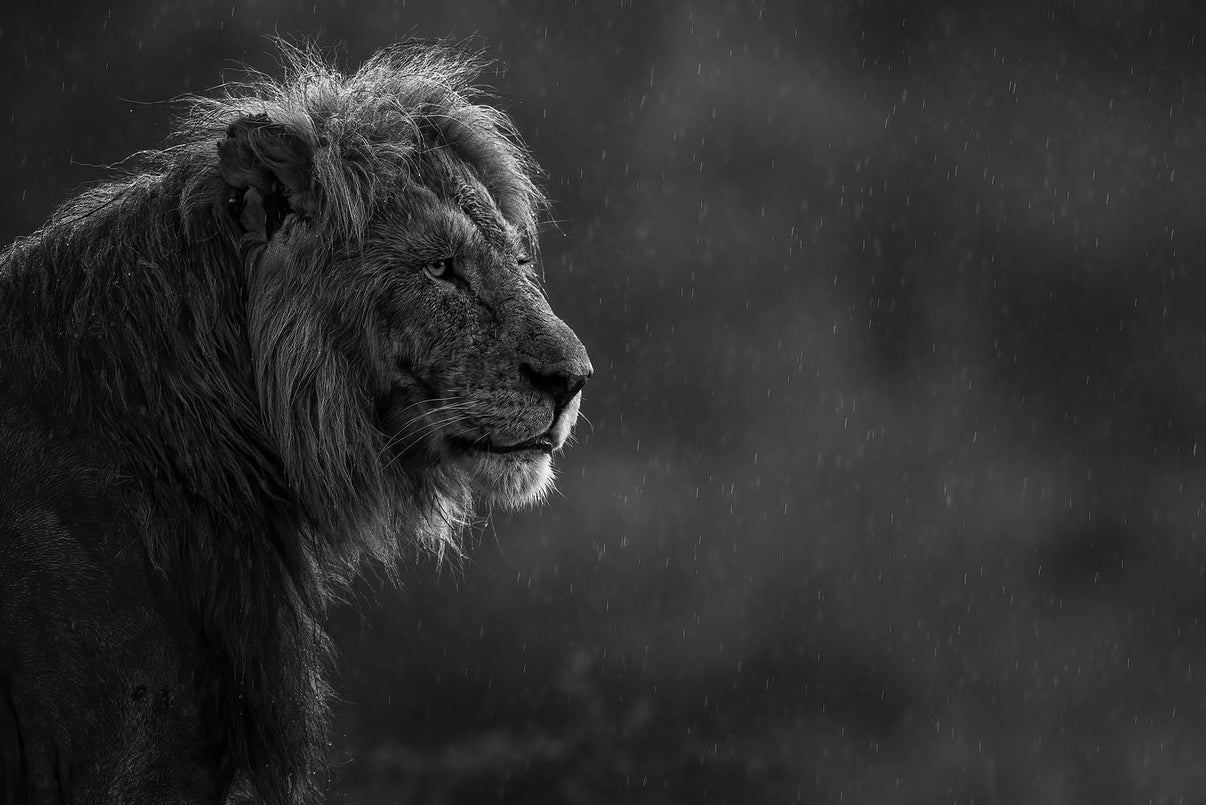 Still the Rain Limited Edition print