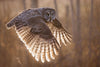 Twilight Flight - Donna Feledichuk Wildlife Photography