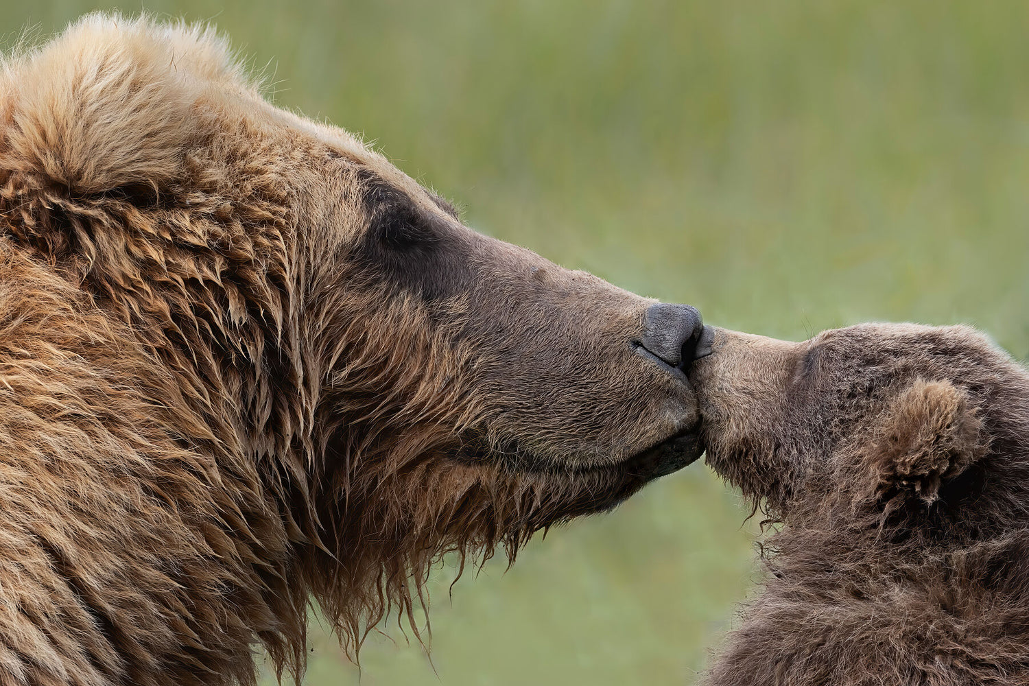 Strength and Tenderness Limited Edition Print - Donna Feledichuk Wildlife Photography