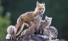 2025 Spring Fox Kits Day Tour - Donna Feledichuk Wildlife Photography