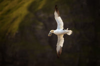 2025 Birds of the Atlantic Women Only PhotoTour - Donna Feledichuk Wildlife Photography