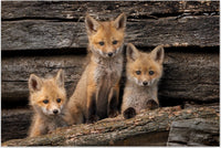 A Trio of Trouble 8" x 12" fine art matted print - Donna Feledichuk Wildlife Photography