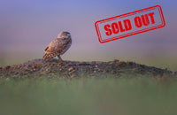 2026 Burrowing Owls Phototour