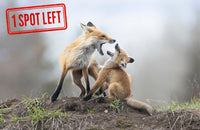2027 Spring Fox Kits Day Tour
