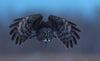 2026 Great Gray Owl Weekend Tour