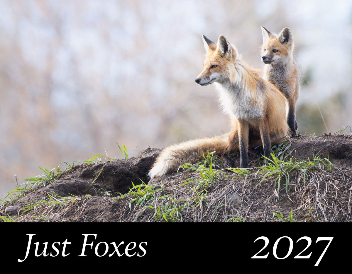A fox family scene with two red foxes standing on a grassy mound, with a black banner at the bottom reading 'Just Foxes 2027'.