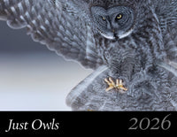 2026 Just Owls Calendar Pre-Order
