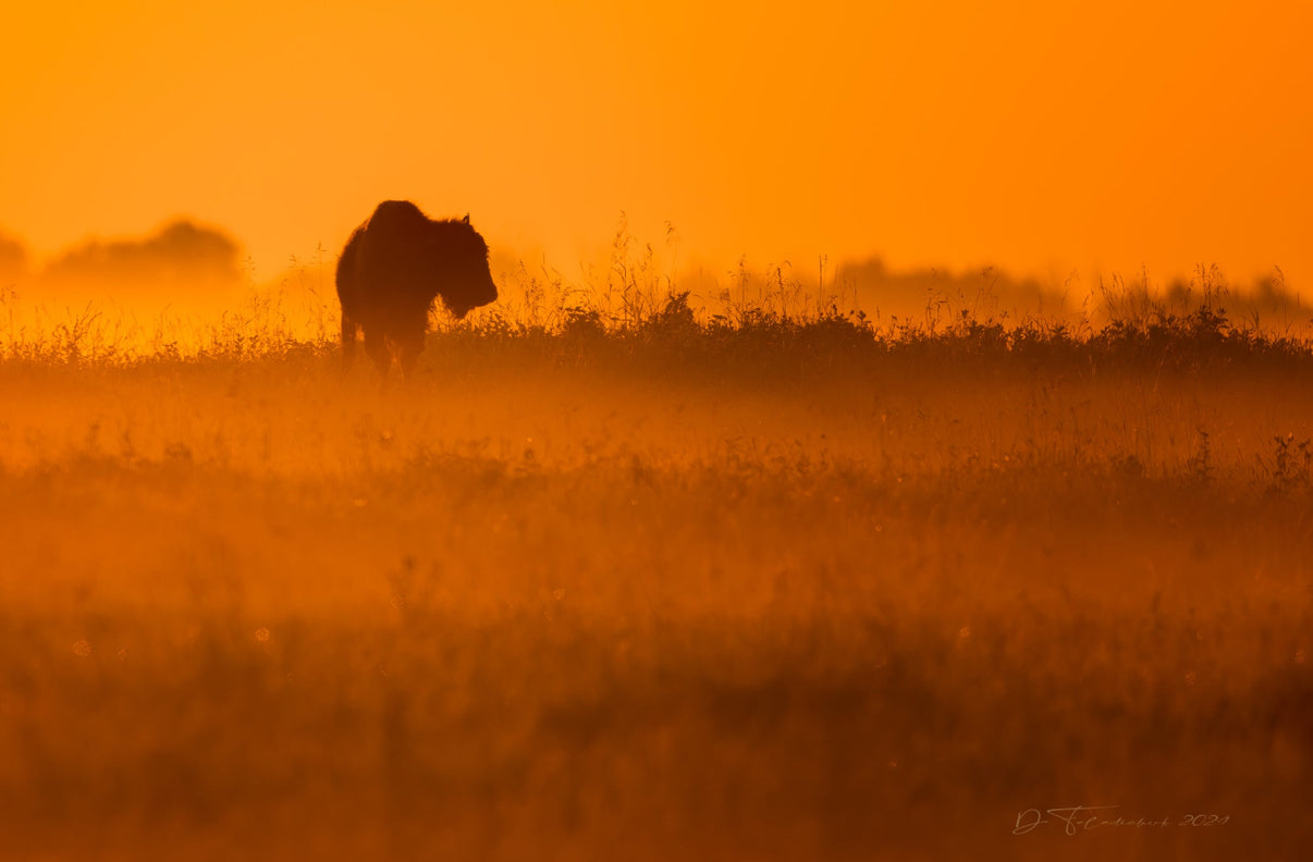 The Shades of Sunrise 5" x 7" Fine Art Wildlife Photography Greeting Card - Donna Feledichuk Wildlife Photography
