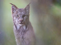 Whispers of the Forest 5" x 7" Fine Art Wildlife Photography Greeting Card - Donna Feledichuk Wildlife Photography