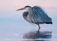 The Power of Pastels 5" x 7" Fine Art Wildlife Photography Greeting Card - Donna Feledichuk Wildlife Photography