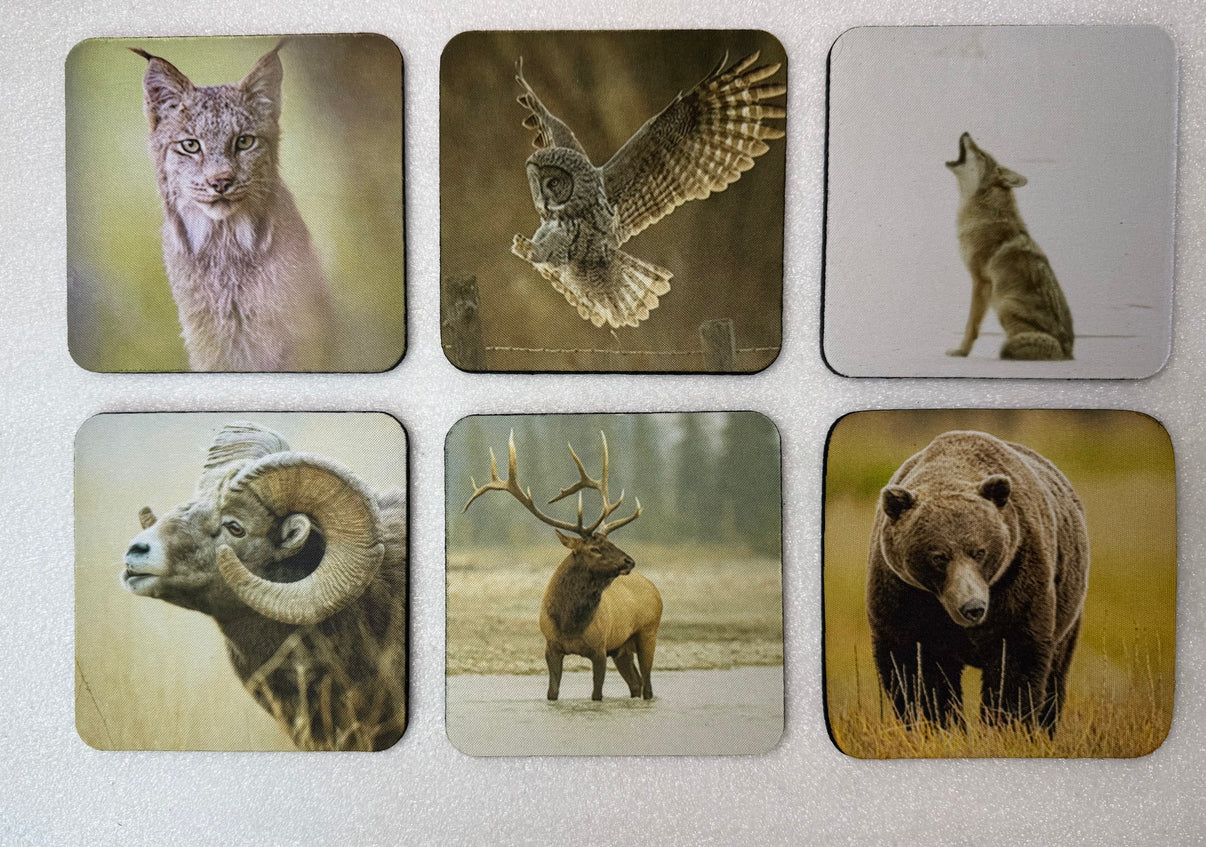 Wildlife Series Square Neoprene Coaster Set of 6 - Donna Feledichuk Wildlife Photography