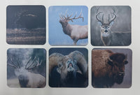 Horns and Antlers Series Square Neoprene Coaster Set of 6