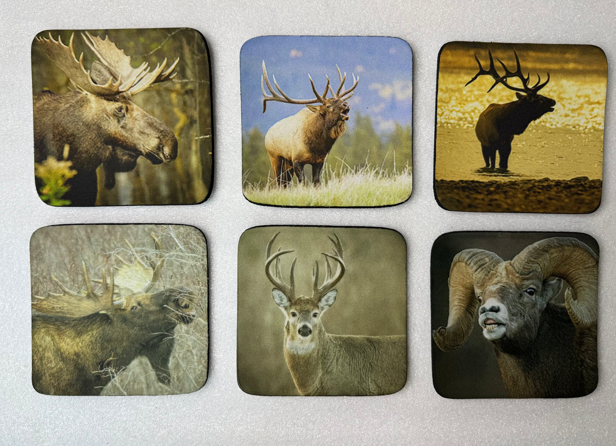 Horns and Antlers Series Square Neoprene Coaster Set of 6 - Donna Feledichuk Wildlife Photography