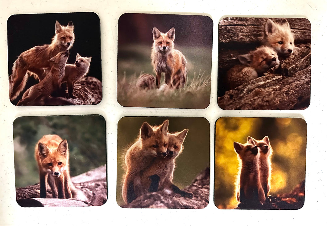Red Fox Series Square Neoprene Coaster Set of 6