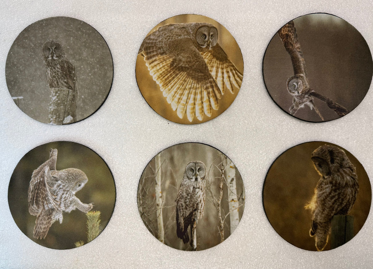 Great Gray Owls Series Circle Neoprene Coaster Set of 6 - Donna Feledichuk Wildlife Photography