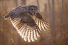 1:1 Wildlife Photography Coaching Online