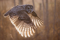 1:1 Wildlife Photography Coaching Online