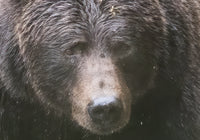 2025 The Great Bear Rainforest Grizzlies in Fall Phototour - Donna Feledichuk Wildlife Photography