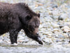 2025 The Great Bear Rainforest Grizzlies in Fall Phototour