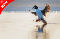 2027 Migratory Shorebirds Day Tour