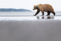 Ocean Bear - Image for Licensing