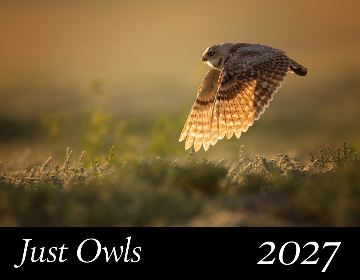 A nature print or calendar cover featuring a flying owl in warm golden light over a blurred grassy landscape, with the text 'Just Owls 2027' in a black band at the bottom.
