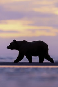 Sunset Bear Lined Notebook