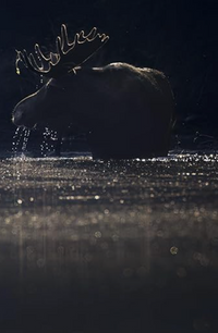 Moose Lined Notebook