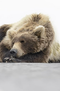 Brown Bear Lined Notebook