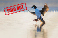 2026 Migratory Shorebirds Day Tour