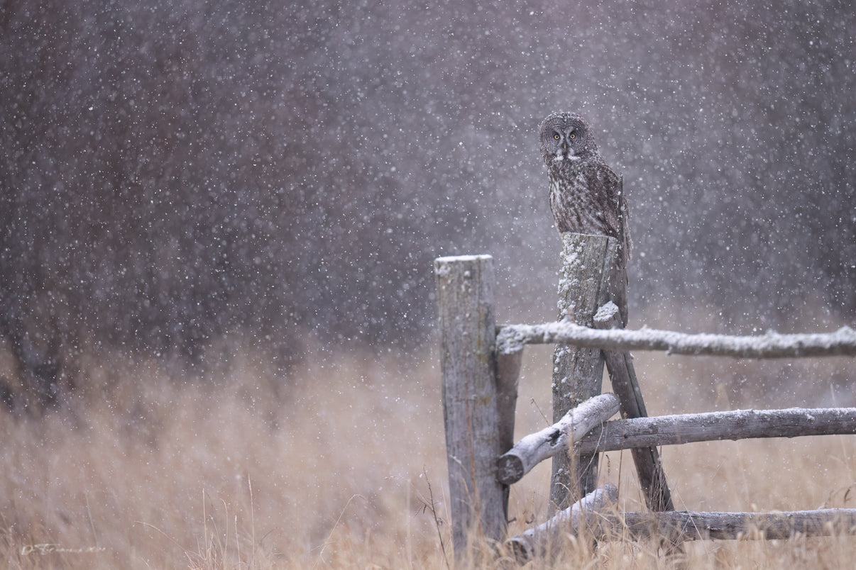 Snow Day 8" x 12" fine art print matted - Donna Feledichuk Wildlife Photography