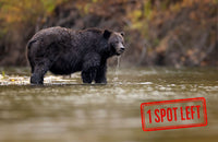 2026 Great Bear Rainforest Grizzlies: A Fall Photography Retreat