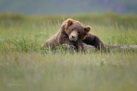 Bear Minimum 8" x 12" fine art matted print