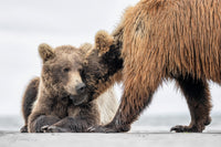 The Quiet Bond 8" x 12" fine art matted print