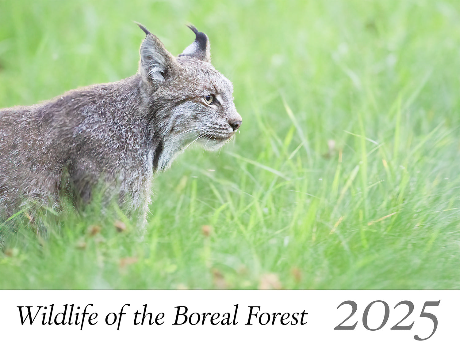 2025 Wildlife of the Boreal Forest Calendar - Donna Feledichuk Wildlife Photography