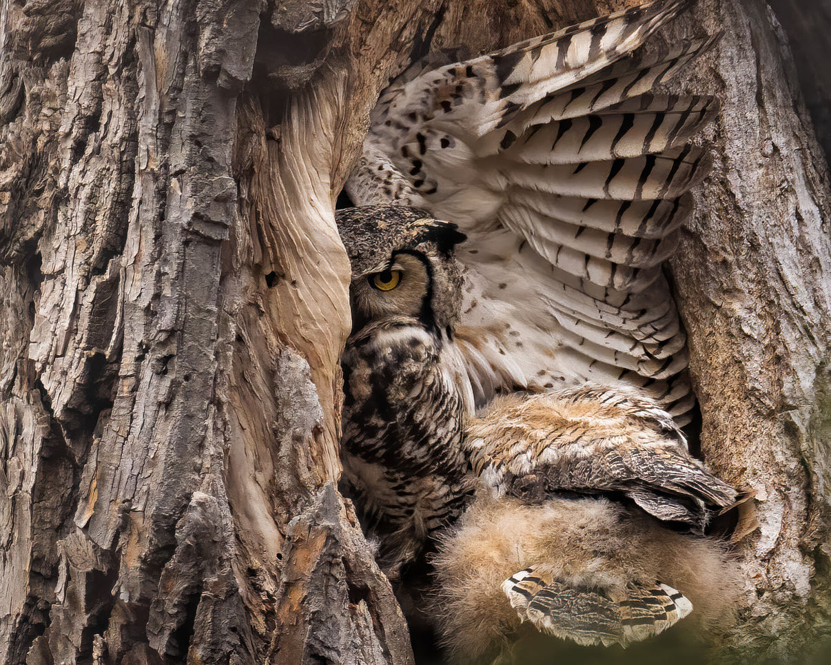 Tight Squeeze Limited Edition Print - Donna Feledichuk Wildlife Photography