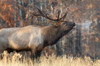 Echoes of Autumn 8" x 12" fine art matted print