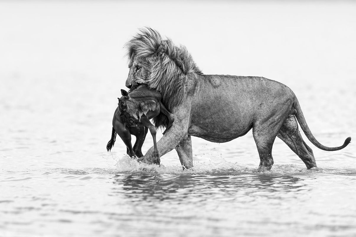 The Weight of Survival Limited Edition print