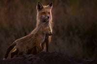 Safe Beside Her 8" x 12" fine art matted print