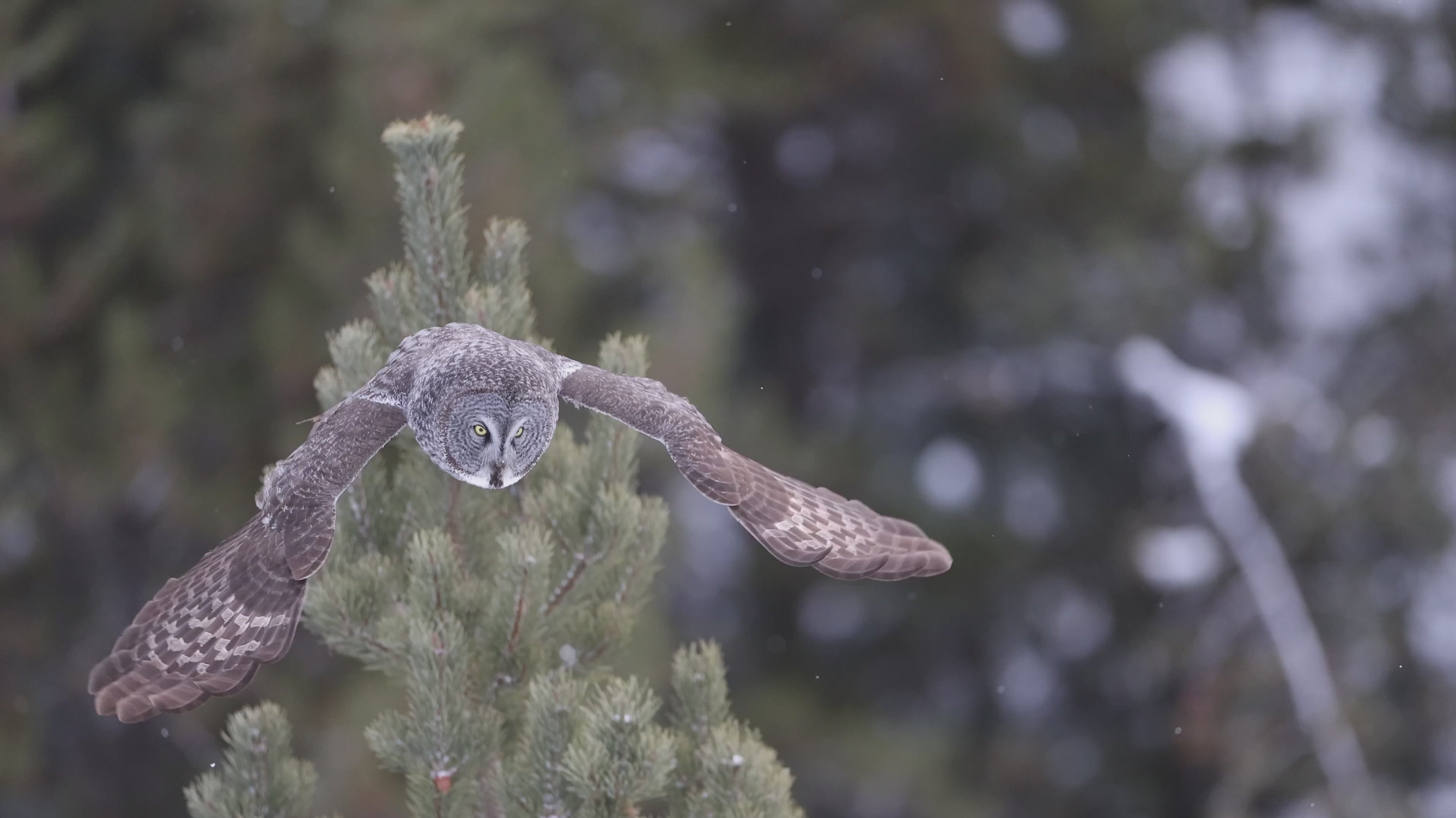 Load video: Video of Great Gray Owl in Flight - Great Gray Owl in flight during Canadian wildlife photography tour