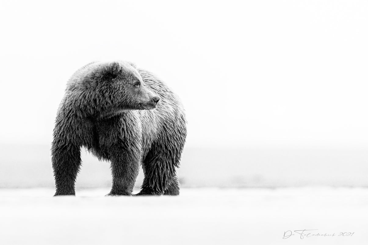 Sentinel of the Tides 8 x 12 fine art print matted - Donna Feledichuk Wildlife Photography