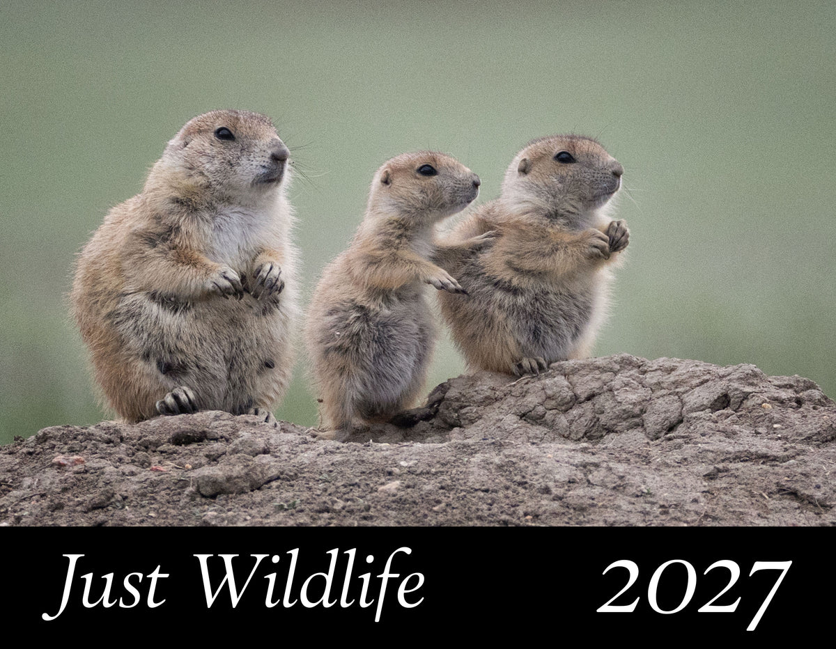A wildlife-themed  wildlife calendar showing three prairie dogs standing on a mound, with a black banner at the bottom reading 'Just Wildlife 2027'.