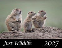 A wildlife-themed  wildlife calendar showing three prairie dogs standing on a mound, with a black banner at the bottom reading 'Just Wildlife 2027'.