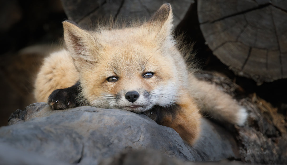 Just Chillin' 5" x 7" Fine Art Wildlife Photography Greeting Card - Donna Feledichuk Wildlife Photography