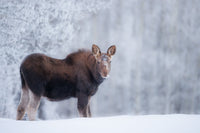 Winter Moose 8 x 12 fine art matted print