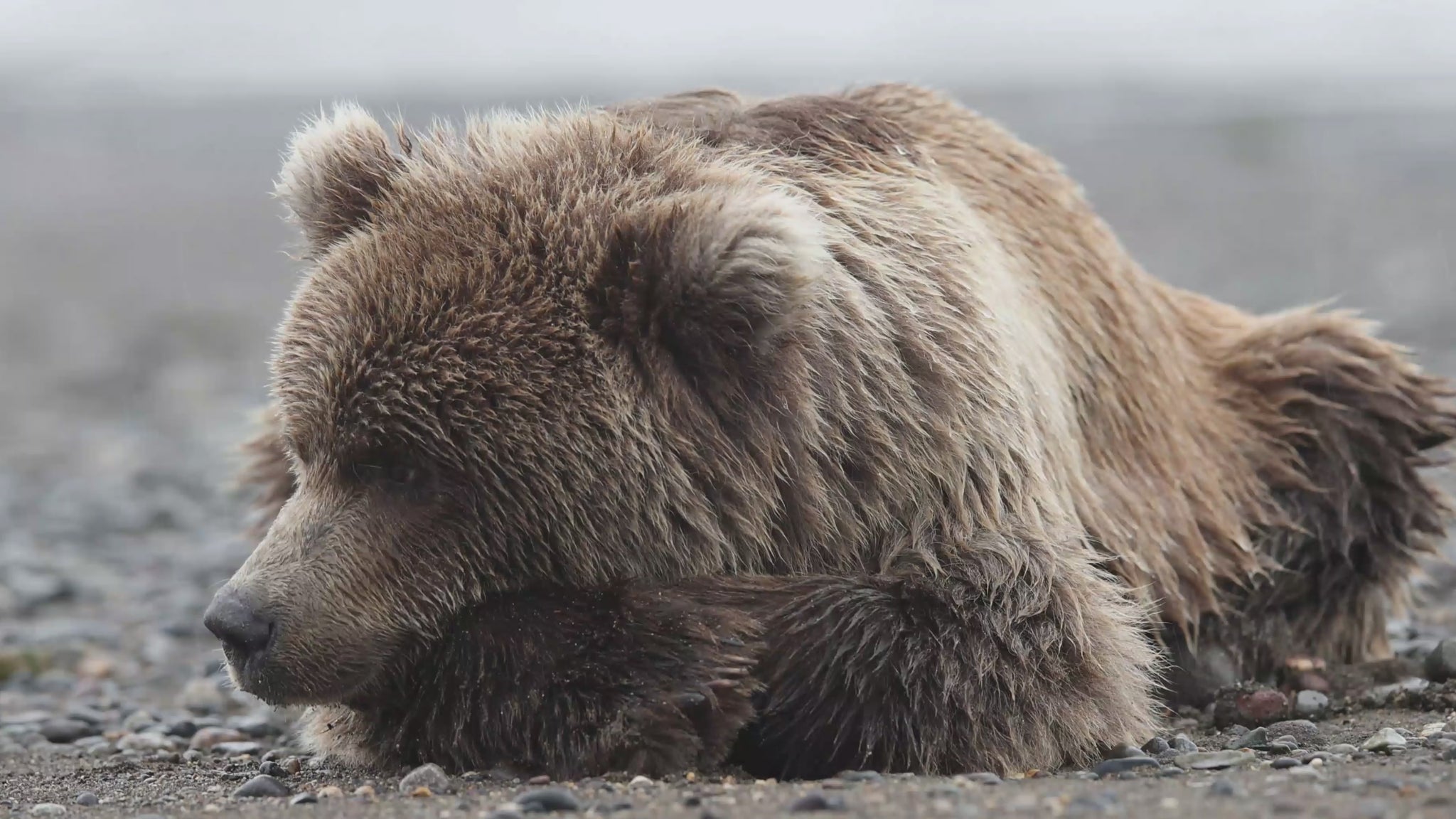 Video of a grizzly cub taken during a wildlife photography workshop